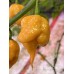 C22 Peach Orange Pepper Seeds 