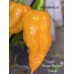 Reaper Sbagliato Orange Pepper Seeds 
