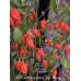 Red Gum Nagabrains Tiger Mamp Pepper Seeds