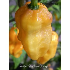 Reaper Sbagliato Orange Pepper Seeds 