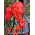 Red Gum Nagabrains Tiger Mamp Pepper Seeds