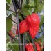Red Gum Nagabrains Tiger Mamp Pepper Seeds