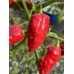 Devil’s Rib Pepper Seeds