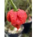 Pepper XXX Pepper Seeds Pepper XXX Pepper Seeds