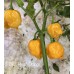 C22 Peach Orange Pepper Seeds 