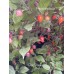 Bico Roxa Pepper Seeds