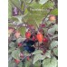 Bico Roxa Pepper Seeds