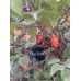 Bico Roxa Pepper Seeds