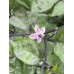 Bico Roxa Pepper Seeds