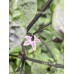 Bico Roxa Pepper Seeds