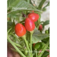 Wiri Wiri C.Baccatum Red Pepper Seeds 