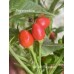 Wiri Wiri C.Baccatum Red Pepper Seeds 