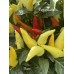 Blazo Pepper Seeds 