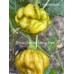 Trinidad Scorpion Moraga Green Pepper Seeds Trinidad Scorpion Moraga Green Pepper Seeds