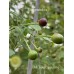 Chilli Tepin Cappuccino Pepper Seeds 