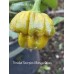 Trinidad Scorpion Moraga Green Pepper Seeds Trinidad Scorpion Moraga Green Pepper Seeds