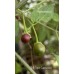 Chilli Tepin Cappuccino Pepper Seeds 