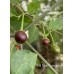 Chilli Tepin Cappuccino Pepper Seeds 