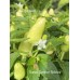 Numex Summer Solstice Pepper Seeds