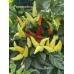 Blazo Pepper Seeds 