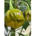 Trinidad Scorpion Moraga Green Pepper Seeds Trinidad Scorpion Moraga Green Pepper Seeds