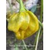Trinidad Scorpion Moraga Green Pepper Seeds Trinidad Scorpion Moraga Green Pepper Seeds