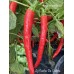 Aji Cacho De Carbra Pepper Seeds 