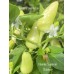 Numex Summer Solstice Pepper Seeds
