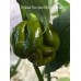 Trinidad Scorpion Moraga Green Pepper Seeds Trinidad Scorpion Moraga Green Pepper Seeds