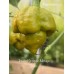 Trinidad Scorpion Moraga Green Pepper Seeds Trinidad Scorpion Moraga Green Pepper Seeds