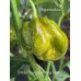 Trinidad Scorpion Moraga Green Pepper Seeds Trinidad Scorpion Moraga Green Pepper Seeds