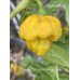 Trinidad Scorpion Moraga Green Pepper Seeds Trinidad Scorpion Moraga Green Pepper Seeds