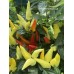 Blazo Pepper Seeds 