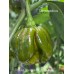 Trinidad Scorpion Moraga Green Pepper Seeds Trinidad Scorpion Moraga Green Pepper Seeds