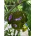 Trinidad Scorpion Moraga Green Pepper Seeds Trinidad Scorpion Moraga Green Pepper Seeds