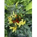 Blazo Pepper Seeds 