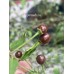 Chilli Tepin Cappuccino Pepper Seeds 