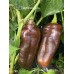 Big Sweet Chocolate Pepper Seeds Big Sweet Chocolate Pepper Seeds