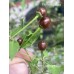 Chilli Tepin Cappuccino Pepper Seeds 