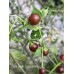 Chilli Tepin Cappuccino Pepper Seeds 