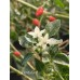Florida Bird Pepper Seeds Florida Bird Pepper Seeds