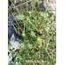 Chilli Tepin Cappuccino Pepper Seeds 