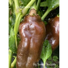 Big Sweet Chocolate Pepper Seeds 