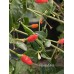 Florida Bird Pepper Seeds Florida Bird Pepper Seeds