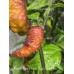 Purple Tiger Peach Bhut Jami Thin Pepper Seeds 