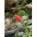 Florida Bird Pepper Seeds Florida Bird Pepper Seeds