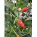 Florida Bird Pepper Seeds Florida Bird Pepper Seeds