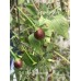 Chilli Tepin Cappuccino Pepper Seeds 