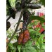 Purple Tiger Peach Bhut Jami Thin Pepper Seeds 