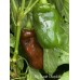 Big Sweet Chocolate Pepper Seeds Big Sweet Chocolate Pepper Seeds